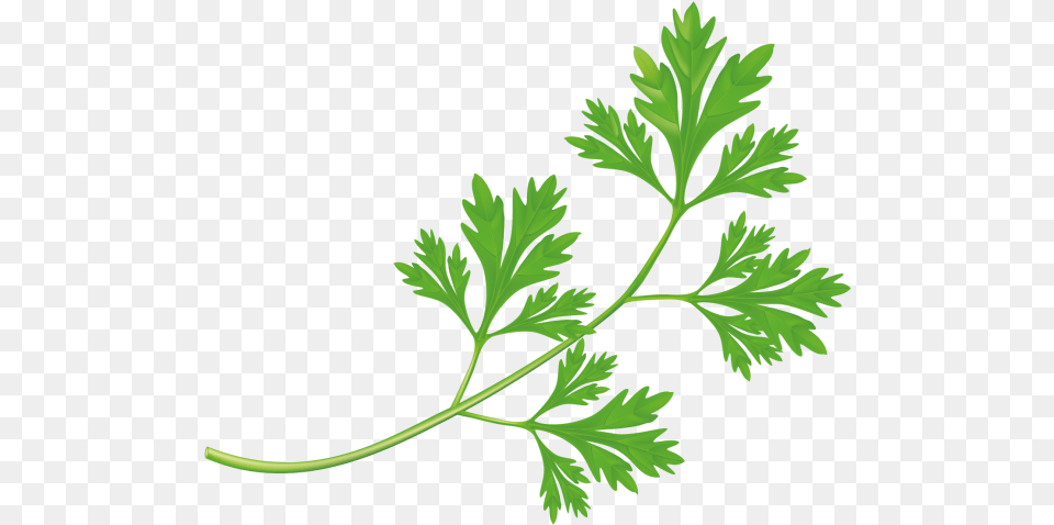 Vector Vegetables Transparent Green Herbs, Parsley, Plant Free Png Download