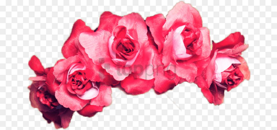 Free Venki Na Golovu Images Transparent, Flower, Petal, Plant, Rose Png Image