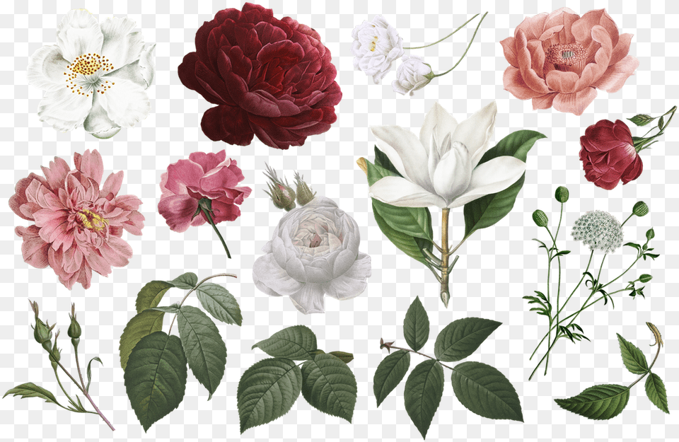 Free Vintage Flower Clipart Commercial Use In 2020 Flowers Clip Art, Anemone, Plant, Petal, Rose Png Image