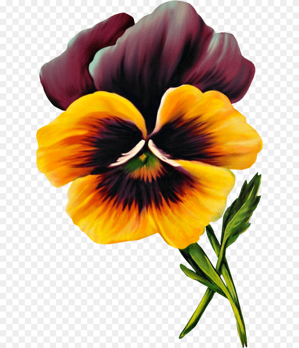 Vintage Pansy Graphic, Flower, Plant, Adult, Female Free Png