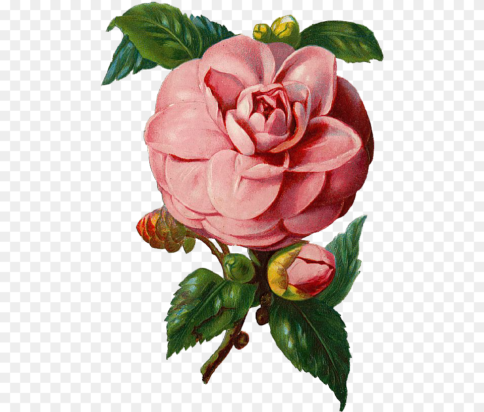 Vintage Pink Rose Graphic And Vector U2013 Avalon Vintage Rose Vector, Dahlia, Flower, Plant, Art Free Png Download