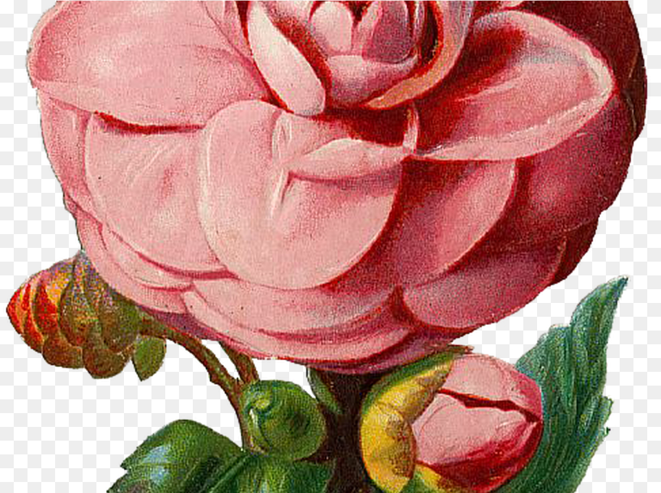 Vintage Pink Rose Graphic Pink Vintage Flower, Dahlia, Petal, Plant, Art Free Png Download