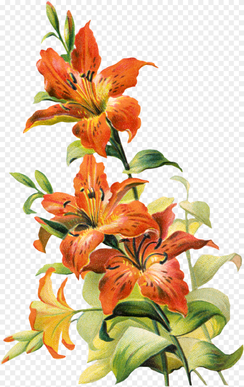 Vintage Tiger Lily Flower Tiger Lily Flower Art, Plant Free Transparent Png