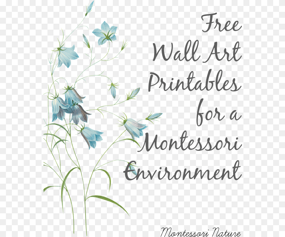 Wall Art Printables For A Montessori Environment Pierre Joseph Celestin Redout Campanule Clochette, Pattern, Flower, Plant, Blackboard Free Transparent Png