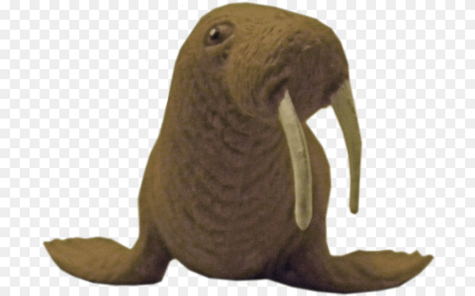 Free Walrus Images Transparent Portable Network Graphics, Animal, Sea Life, Bird, Mammal Png