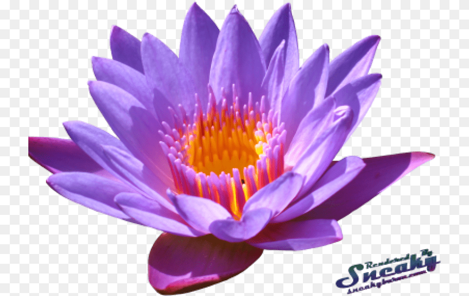 Water Lily Images Transparent Water Lily, Flower, Plant, Pond Lily Free Png Download