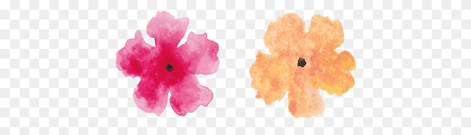 Watercolor Bouquet Flower, Plant, Petal, Rose, Hibiscus Free Png