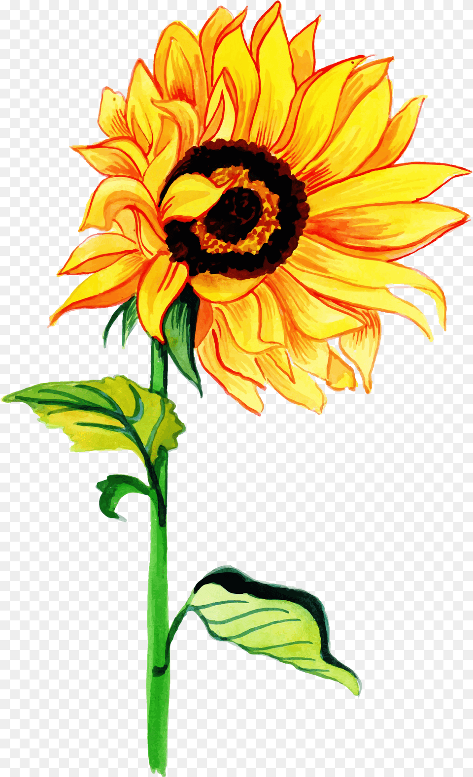 Free Watercolor Floral Konfest, Flower, Plant, Sunflower Png