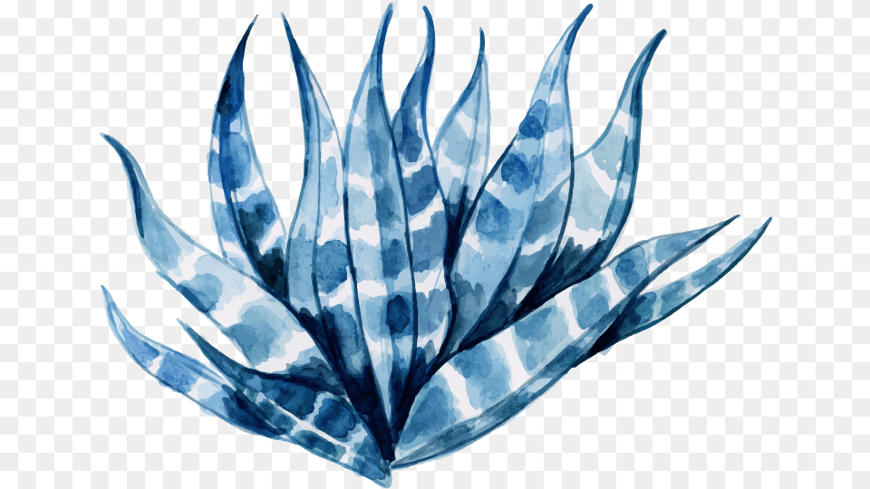 Watercolor Floral Konfest Agave Azul, Leaf, Plant, Aloe, Ice Free Png Download