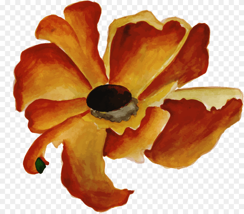 Free Watercolor Floral Konfest Brown Watercolor Flower, Petal, Plant, Food, Ketchup Png Image