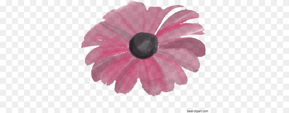 Watercolor Flower Graphic Watercolor Painting, Daisy, Petal, Plant, Anemone Free Png Download