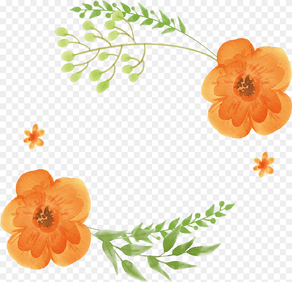 Free Watercolor Watercolor Flower Orange Color, Plant, Hibiscus, Rose, Anemone Png