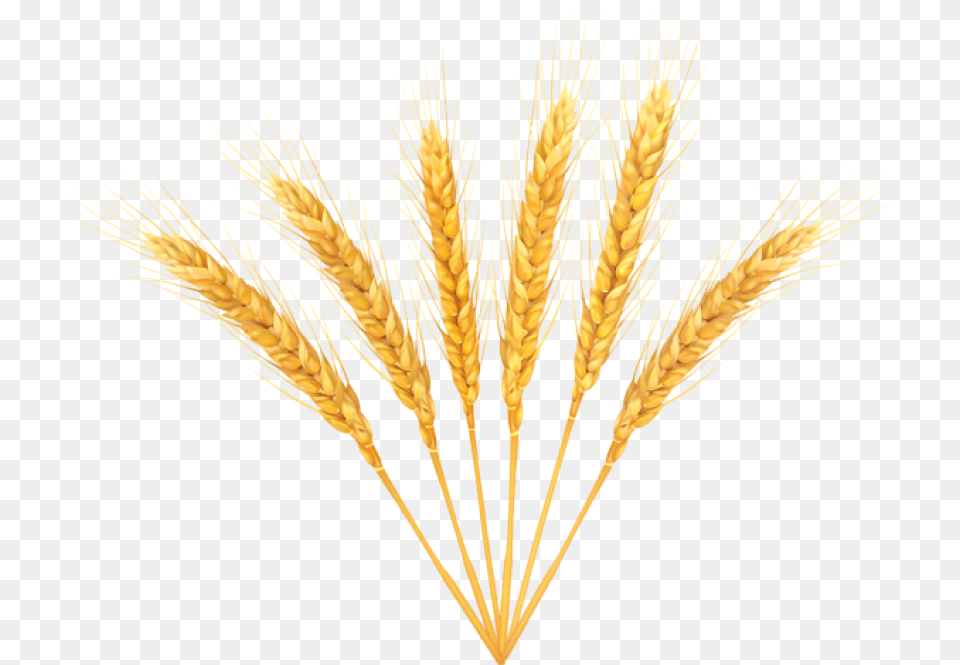 Free Wheat Images Transparent Portable Network Graphics, Food, Grain, Produce, Plant Png Image