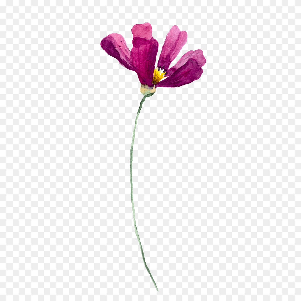 Wild Flowers Vector On Heypik, Flower, Plant, Anther, Rose Free Png Download