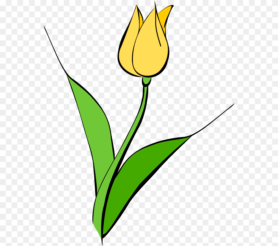 Yellow Flower Clipart Download Yellow Tulips Flower Drawing, Plant, Leaf, Tulip Free Png