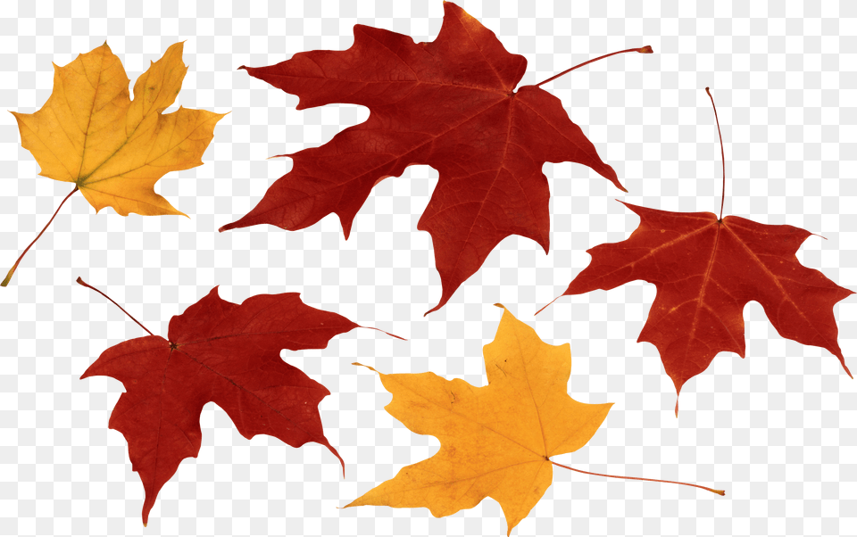 Yellow Leaves Fall Leaves Autumn Free Transparent Png