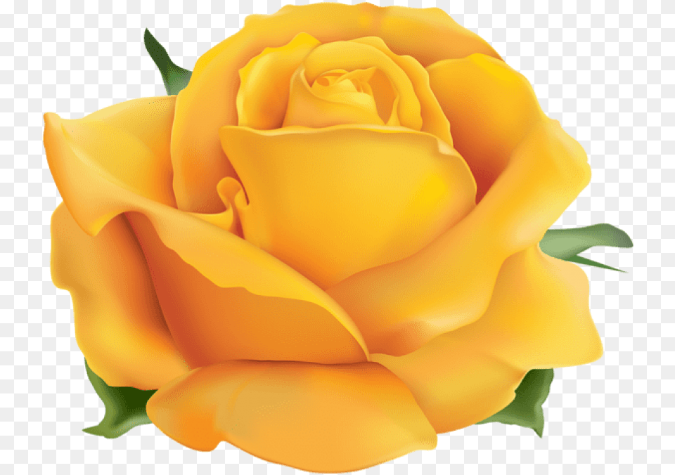Yellow Rose Flower, Plant, Petal Free Transparent Png
