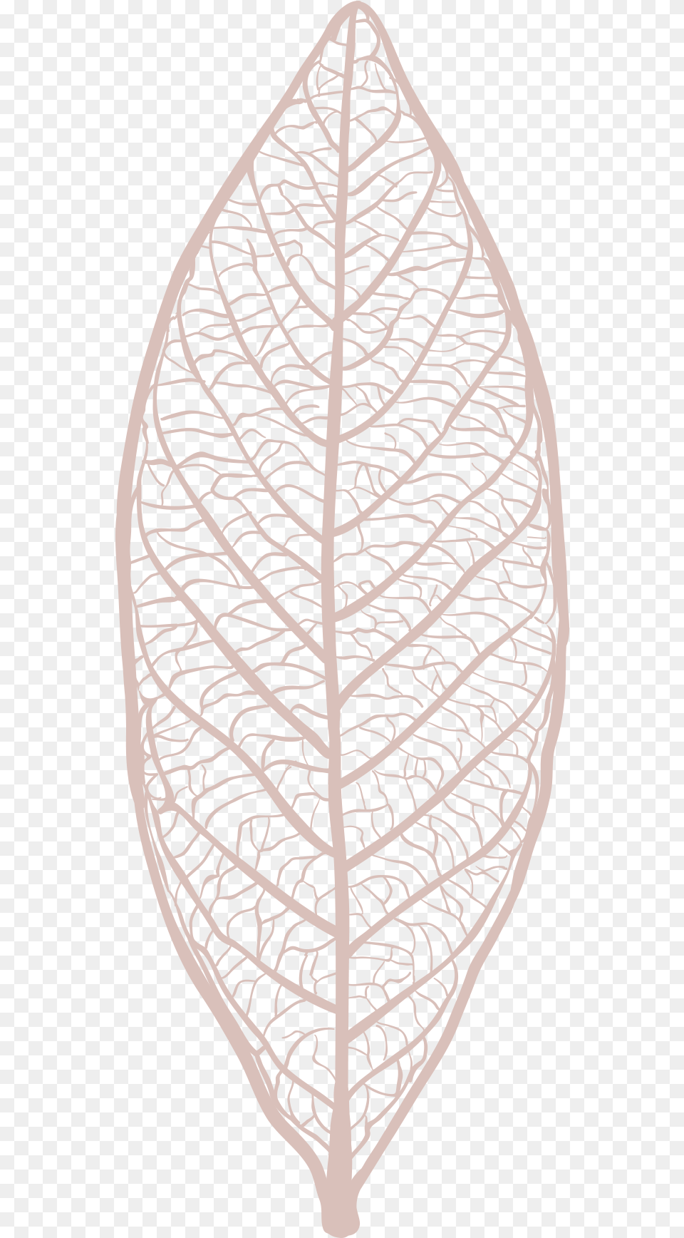 Freebie Hand Drawn Leaf Skeleton Vectors Tree, Plant, Tobacco Png Image