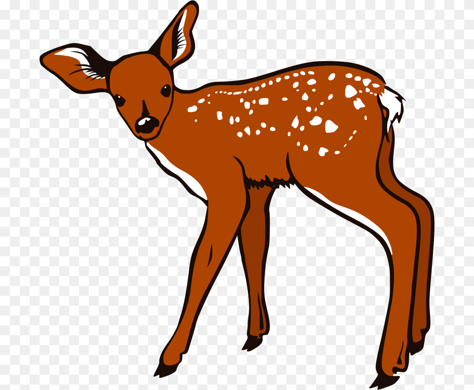 Freedo Fawn, Animal, Deer, Mammal, Wildlife Png Image