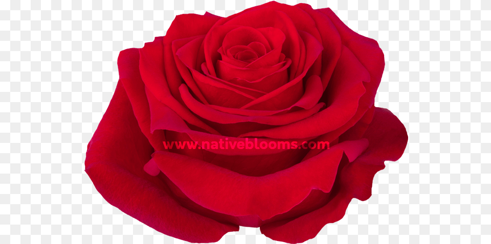 Freedom Roses Floribunda, Flower, Plant, Rose, Petal Png Image