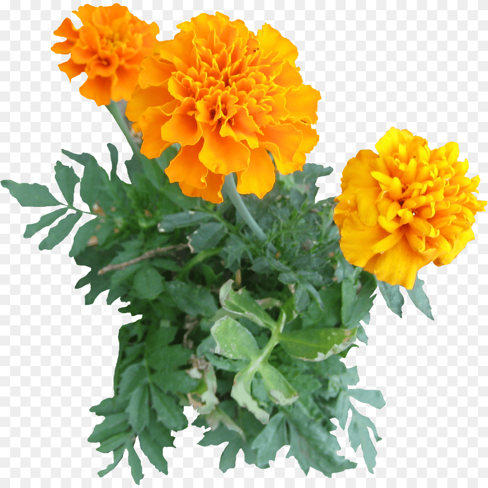 Freeplantsflowerspngimagesmarigoldflowers Menanam, Dahlia, Flower, Plant, Carnation Free Png Download