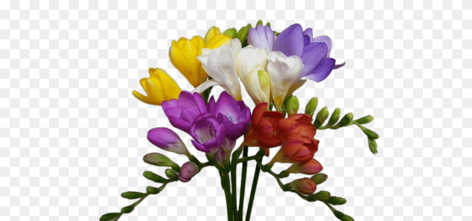Freesia Mix, Flower, Flower Arrangement, Flower Bouquet, Geranium Free Png