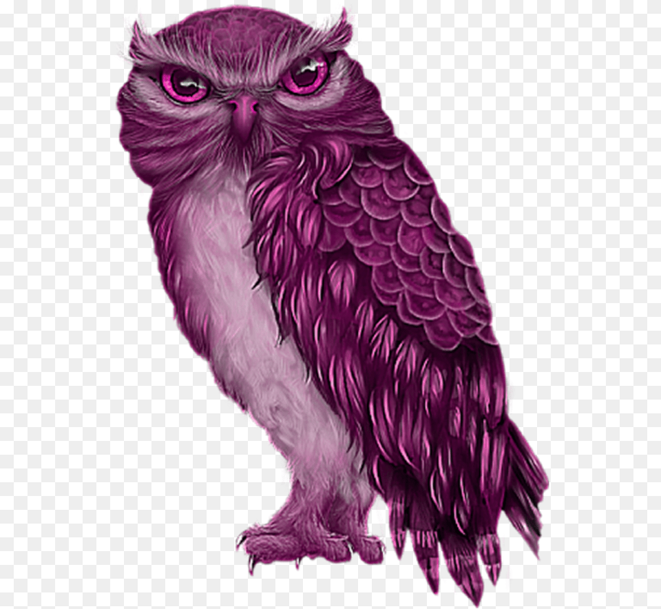 Freetoeddit Pink Owl, Animal, Bird Free Png Download