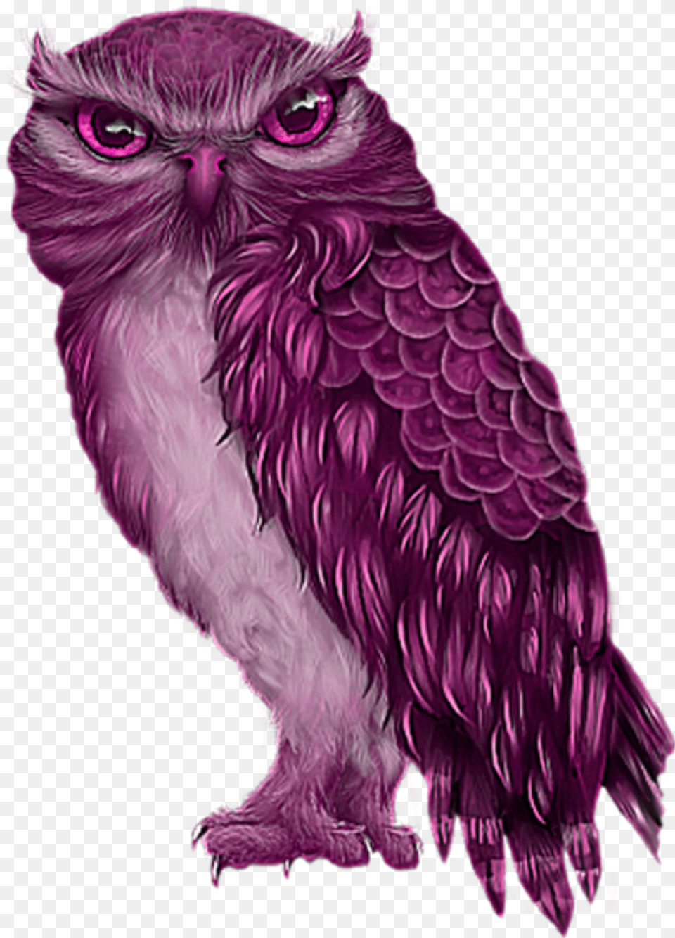 Freetoeddit Pink Owl Owl, Animal, Bird Png Image