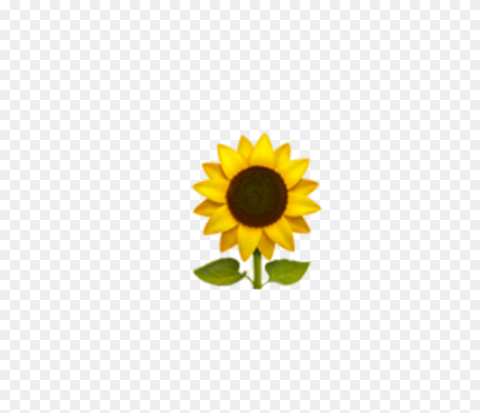 Freetoedit, Flower, Plant, Sunflower, Petal Free Png Download