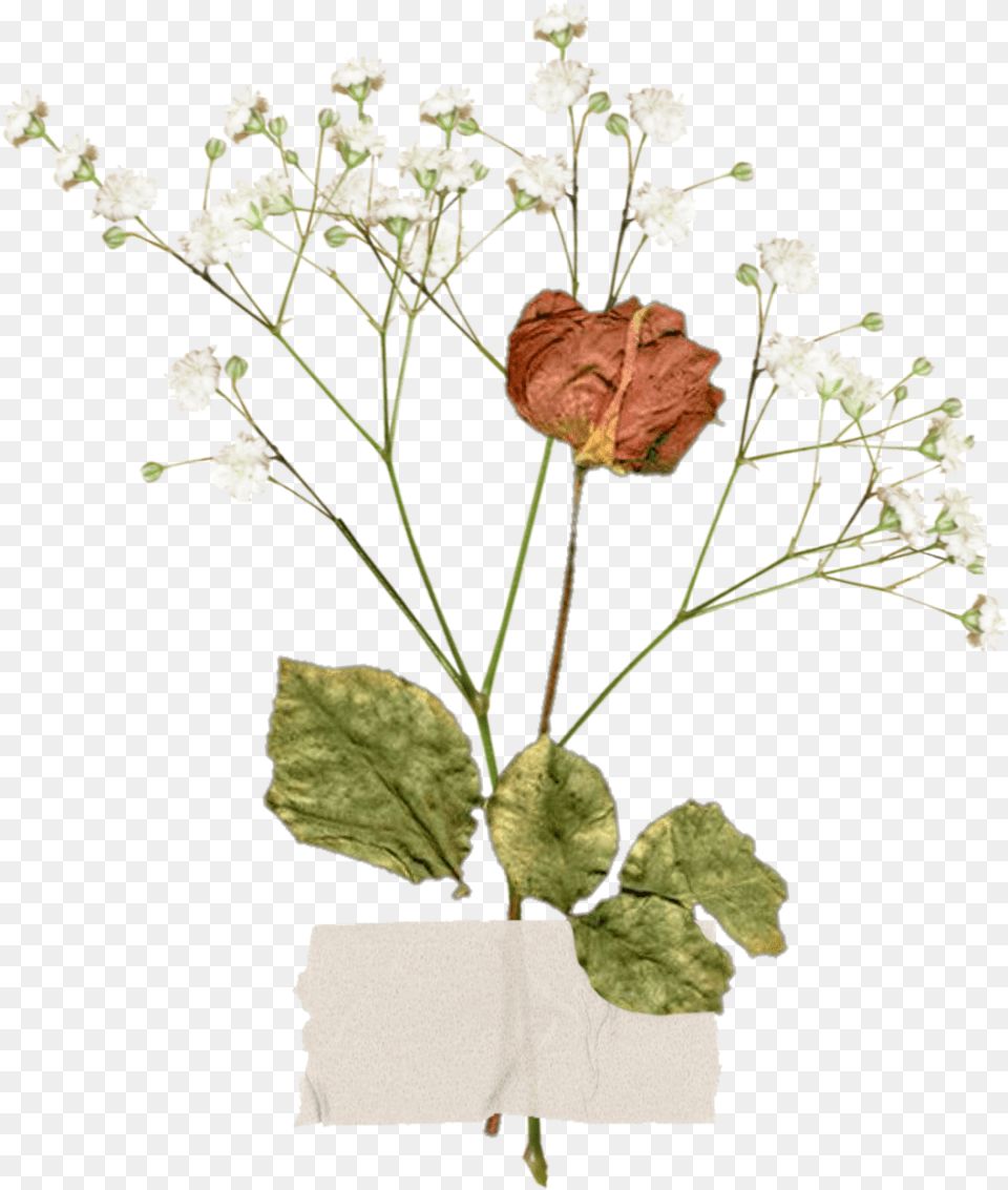 Freetoedit Aesthetic Vintage Flower Aestheticflower Aesthetic Vintage Flower, Flower Arrangement, Leaf, Plant, Rose Png