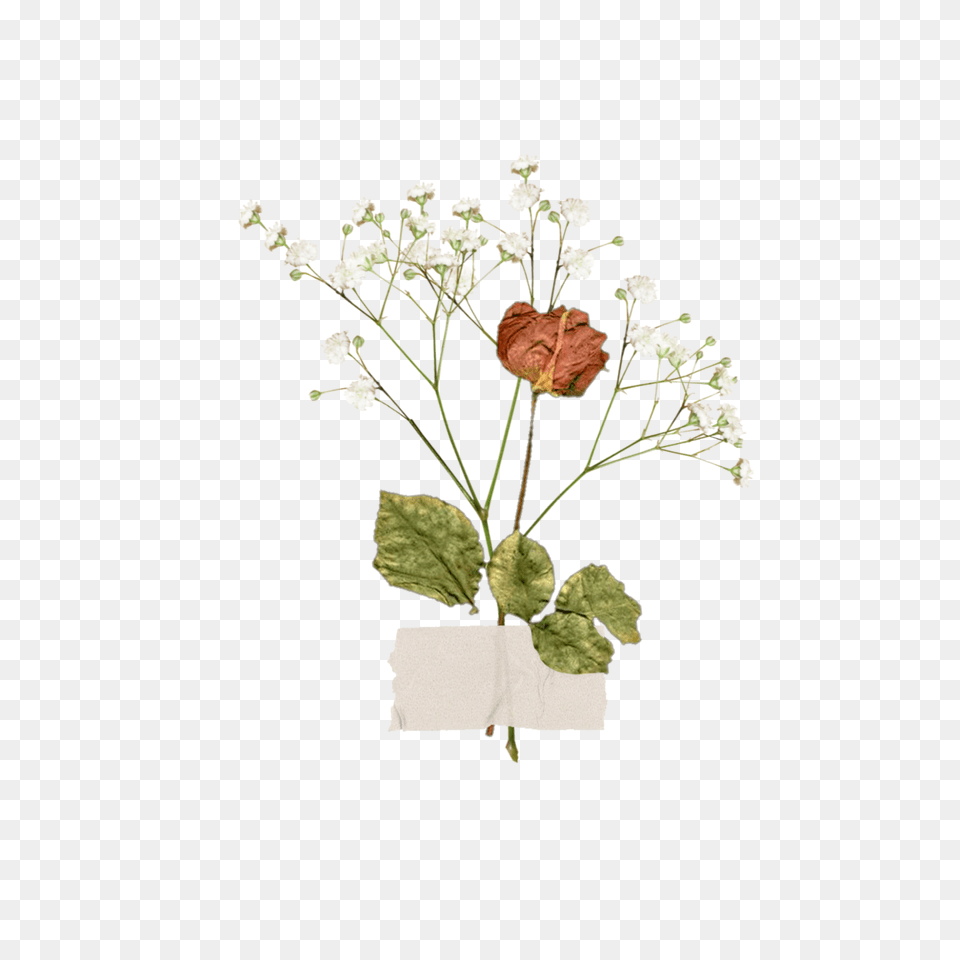Freetoedit Aesthetic Vintage Flower Aestheticflower Flo Aesthetic Flower With Tape, Ikebana, Flower Arrangement, Potted Plant, Plant Free Transparent Png