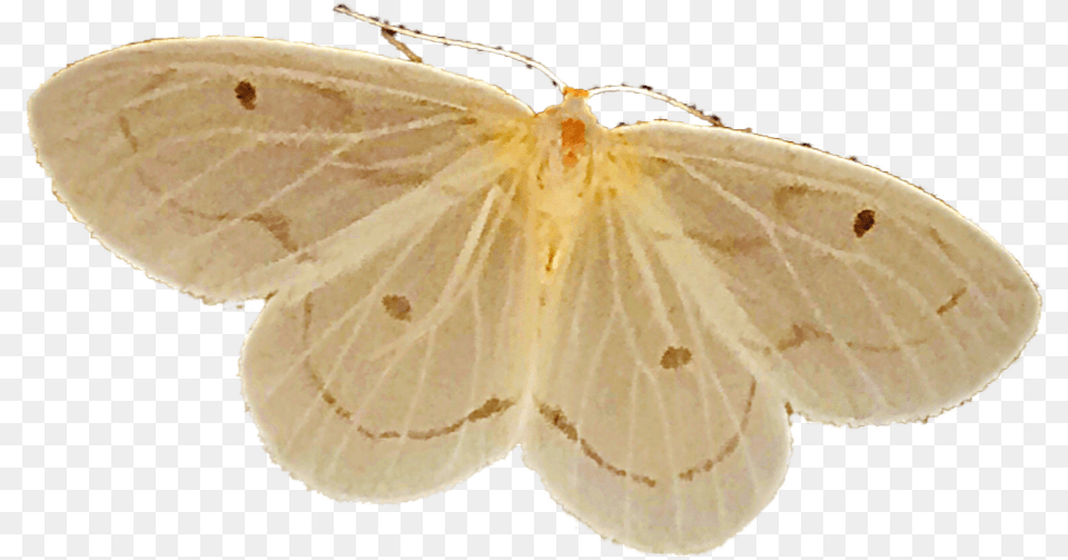 Freetoedit Alexandragabriela737 Gonepteryx Rhamni, Animal, Butterfly, Insect, Invertebrate Free Png