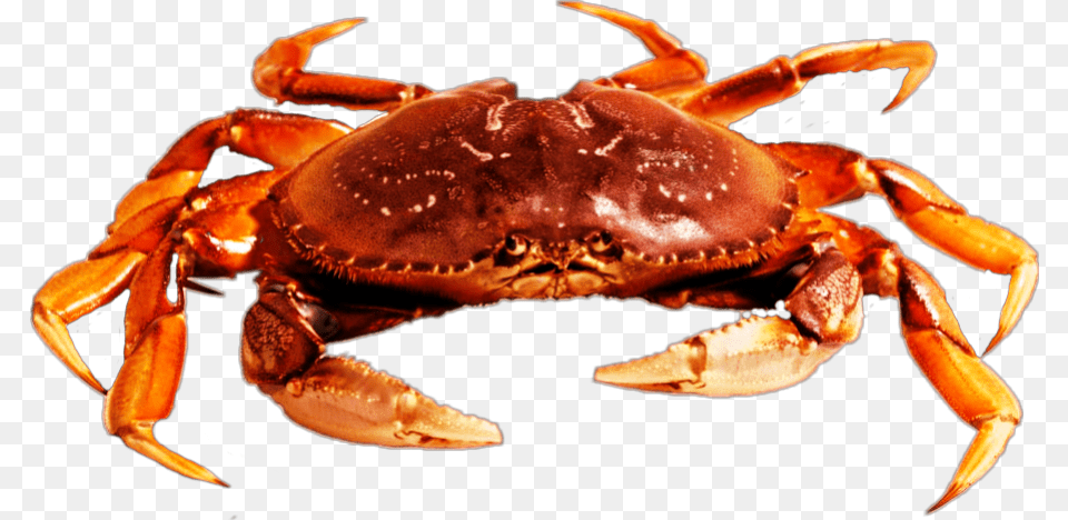 Freetoedit Beach Crab Crab Picsart, Animal, Food, Invertebrate, Sea Life Free Png Download