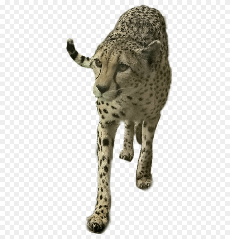 Freetoedit Bigcat Cheetah Animal, Mammal, Wildlife, Panther Free Png Download