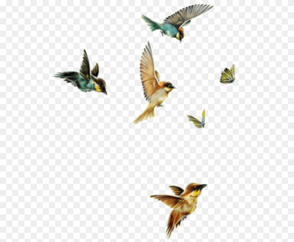 Freetoedit Birds Butterflies Flying Flock, Animal, Bird, Finch, Sparrow Png