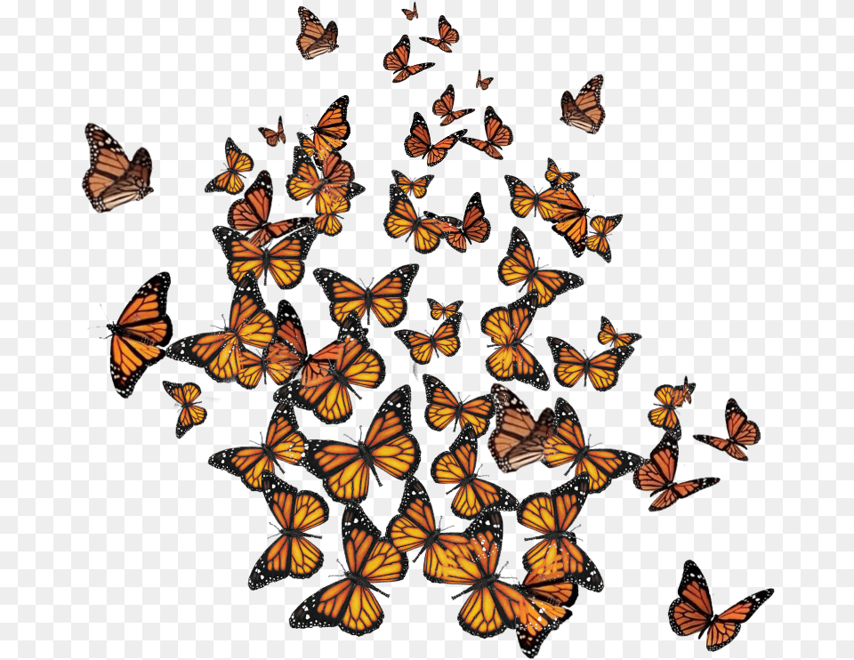 Freetoedit Bonage, Animal, Butterfly, Insect, Invertebrate Png