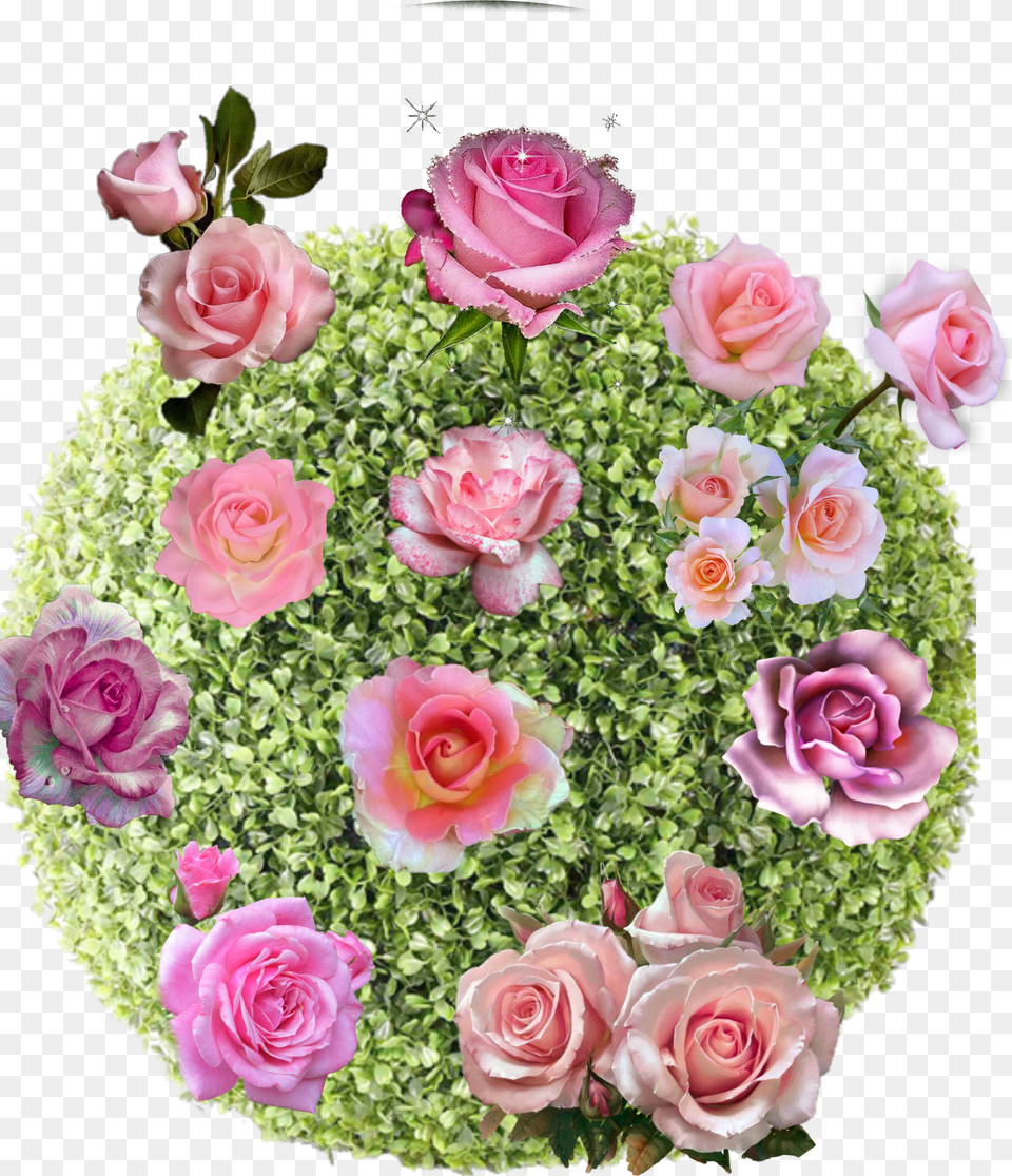 Freetoedit Bush Rose Rosebush Nature Garden Pink Png Image