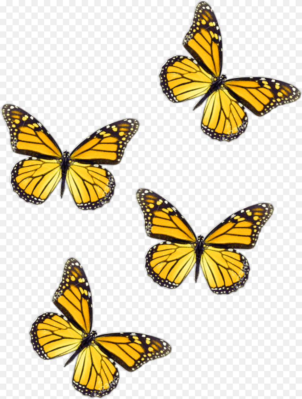Freetoedit Butterflies Yellow Butterfly Yellow Butterfly Aesthetic, Animal, Insect, Invertebrate, Monarch Free Transparent Png