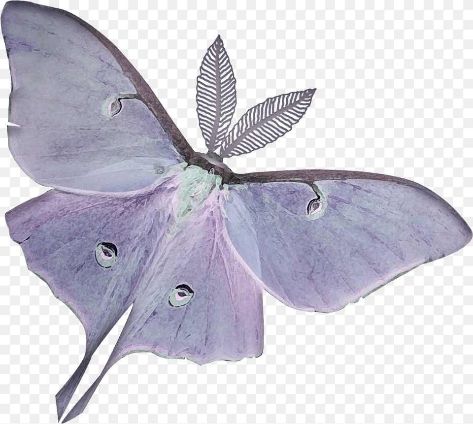 Freetoedit Butterfly Aesthetic Moth, Animal, Insect, Invertebrate, Bird Free Png