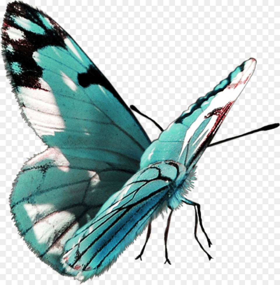 Freetoedit Butterfly Papilio Png Image