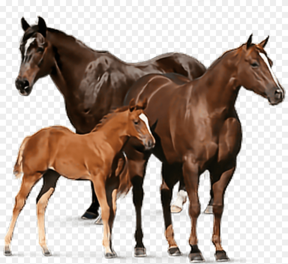 Freetoedit Caballos Tauilcla Raleonor Horses Transparent, Animal, Colt Horse, Horse, Mammal Png