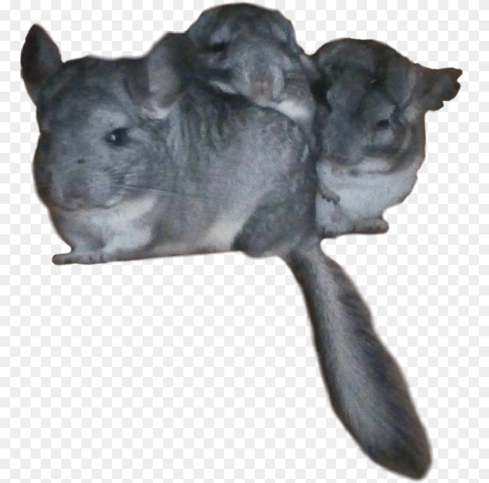 Freetoedit Chinchilla Chinchillas Mouse, Animal, Mammal, Canine, Dog Free Transparent Png