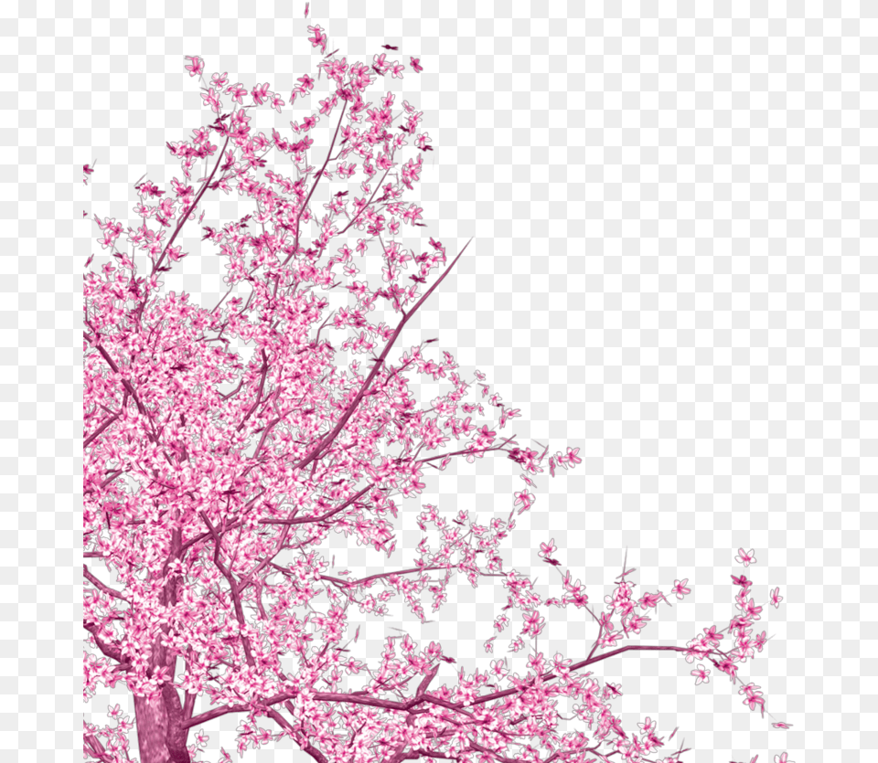 Freetoedit Corner Cherry Blossom Cherry Blossom From Corner, Flower, Plant, Cherry Blossom Png Image