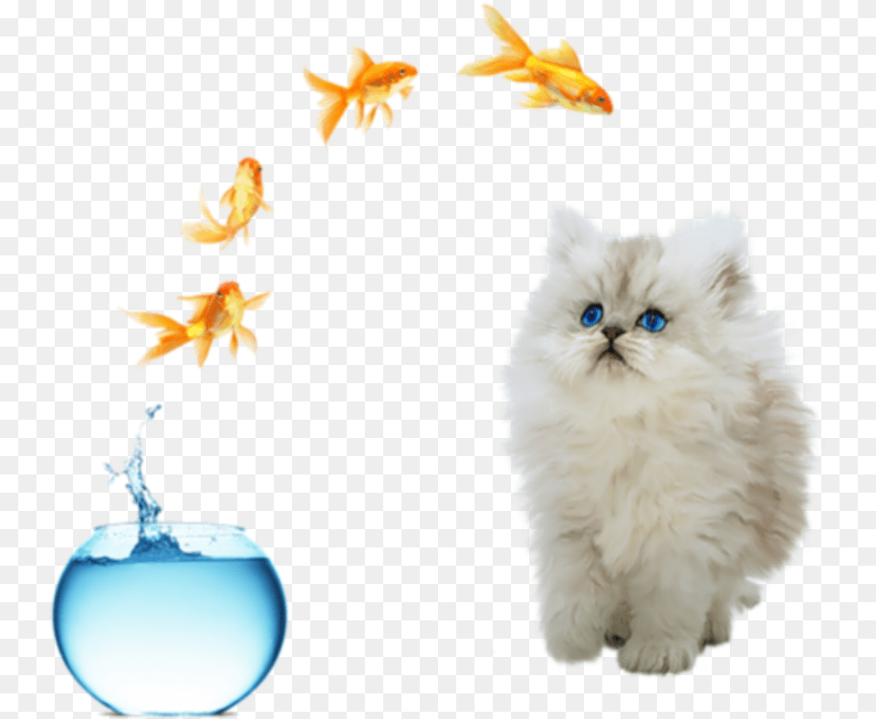 Freetoedit Cute Cat Fish Jumping Out Of Bowl Fish Bowl Jump, Animal, Sea Life, Mammal, Pet Free Transparent Png