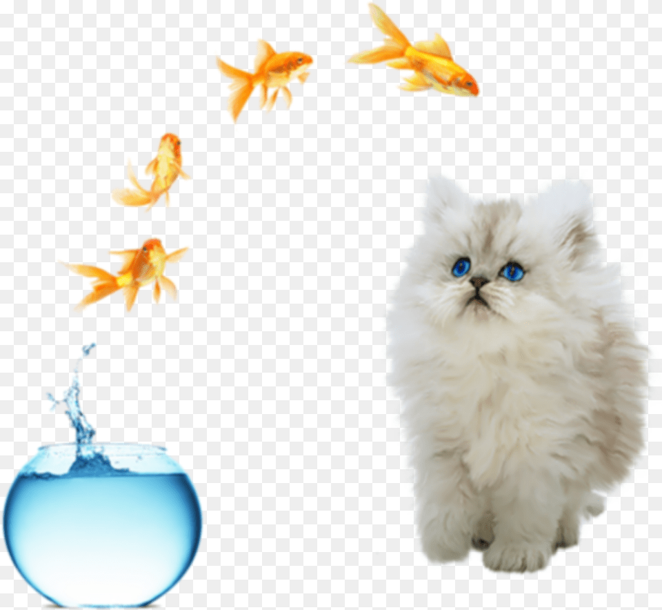 Freetoedit Cute Cat Fish Jumping Out Of Bowl Life Is What You Make, Animal, Sea Life, Mammal, Pet Free Transparent Png