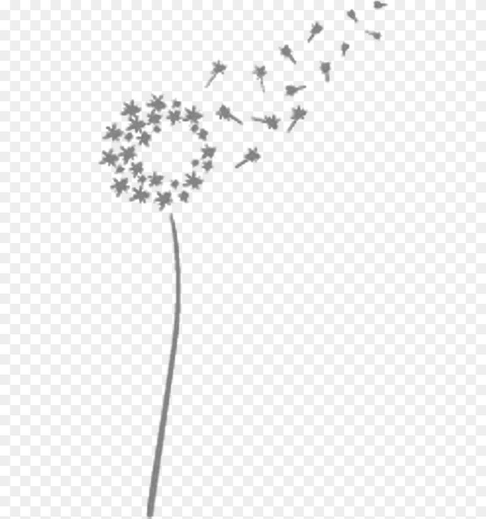 Freetoedit Dandelion Dandelionseeds Transparentback Love, Flower, Plant Png Image