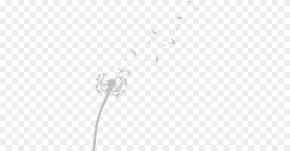 Freetoedit Dandelion Dandelionseeds Transparentback Transparent Dandelion White, Flower, Plant Png Image