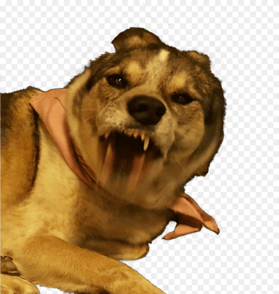 Freetoedit Dog Maddog Snarl Angry Funny Funnyanimals Mad Dog, Animal, Pet, Mammal, Canine Png Image