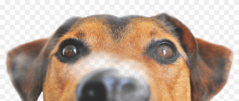 Freetoedit Dog Peeking, Animal, Canine, Hound, Mammal Free Transparent Png