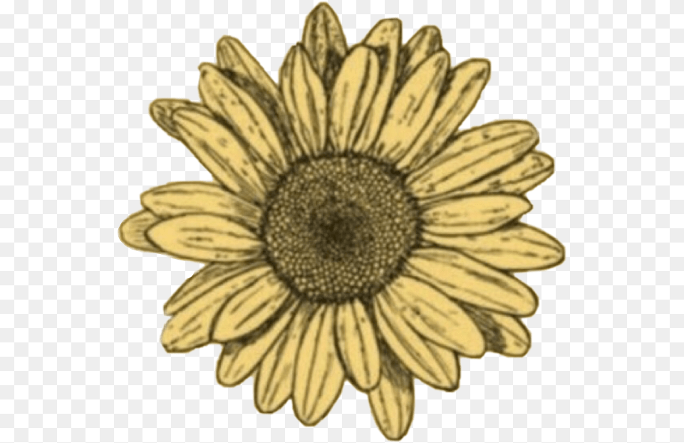 Freetoedit Doodle Sunflower Sun Sunshine Flowers Blue Sunflower Sticker, Daisy, Flower, Plant, Petal Free Png
